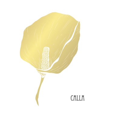Dekoratif calla çiçek, tasarım öğesi. Tasarımını yazdırma, kartları, davetiyeleri, afişler, posterler için kullanılabilir. Altın çiçek