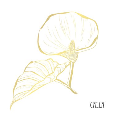 Dekoratif calla çiçek, tasarım öğesi. Tasarımını yazdırma, kartları, davetiyeleri, afişler, posterler için kullanılabilir. Altın çiçek