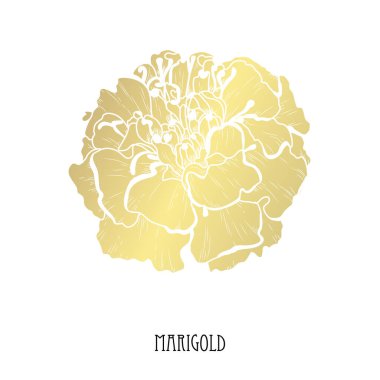 Dekoratif kadife çiçeği çiçek, tasarım öğesi. Tasarımını yazdırma, kartları, davetiyeleri, afişler, posterler için kullanılabilir. Altın çiçek