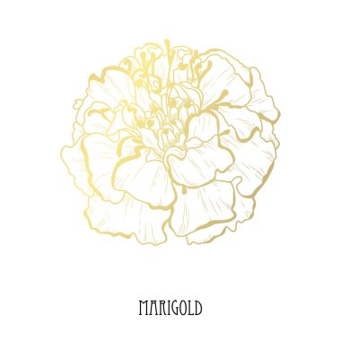 Dekoratif kadife çiçeği çiçek, tasarım öğesi. Tasarımını yazdırma, kartları, davetiyeleri, afişler, posterler için kullanılabilir. Altın çiçek