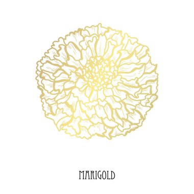 Dekoratif kadife çiçeği çiçek, tasarım öğesi. Tasarımını yazdırma, kartları, davetiyeleri, afişler, posterler için kullanılabilir. Altın çiçek