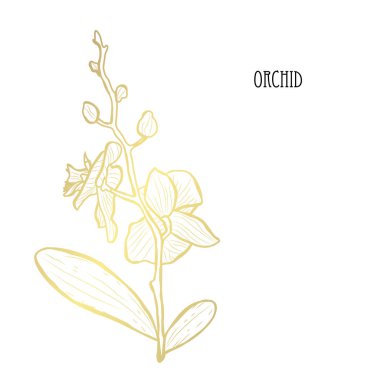 Dekoratif orkide çiçek, tasarım öğesi. Tasarımını yazdırma, kartları, davetiyeleri, afişler, posterler için kullanılabilir. Altın çiçek
