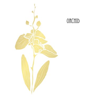 Dekoratif orkide çiçek, tasarım öğesi. Tasarımını yazdırma, kartları, davetiyeleri, afişler, posterler için kullanılabilir. Altın çiçek