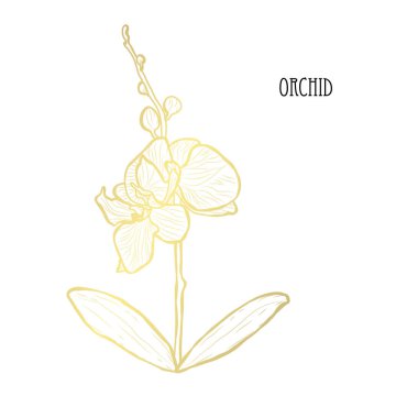 Dekoratif orkide çiçek, tasarım öğesi. Tasarımını yazdırma, kartları, davetiyeleri, afişler, posterler için kullanılabilir. Altın çiçek