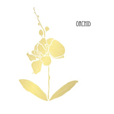 Dekoratif orkide çiçek, tasarım öğesi. Tasarımını yazdırma, kartları, davetiyeleri, afişler, posterler için kullanılabilir. Altın çiçek