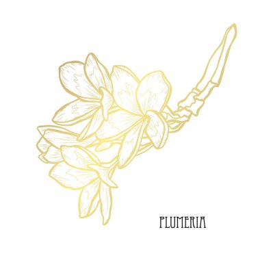 Dekoratif plumeria çiçekler, tasarım öğeleri. Tasarımını yazdırma, kartları, davetiyeleri, afişler, posterler için kullanılabilir. Altın çiçek