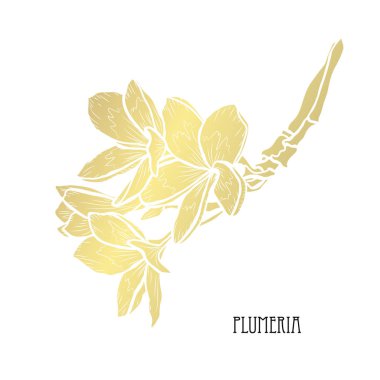 Dekoratif plumeria çiçekler, tasarım öğeleri. Tasarımını yazdırma, kartları, davetiyeleri, afişler, posterler için kullanılabilir. Altın çiçek
