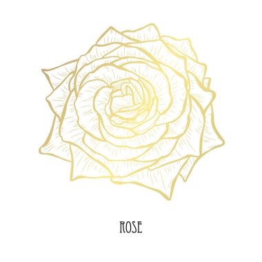 Dekoratif gül çiçek, tasarım öğesi. Tasarımını yazdırma, kartları, davetiyeleri, afişler, posterler için kullanılabilir. Altın çiçek