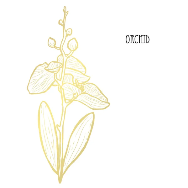 Dekoratív Orchidea Virág Design Elem Használható Kártyák Meghívókat Bannerek Poszterek — Stock Vector