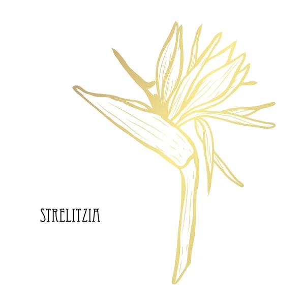 Flores Decorativas Strelitzia Elementos Diseño Puede Utilizar Para Tarjetas Invitaciones — Vector de stock