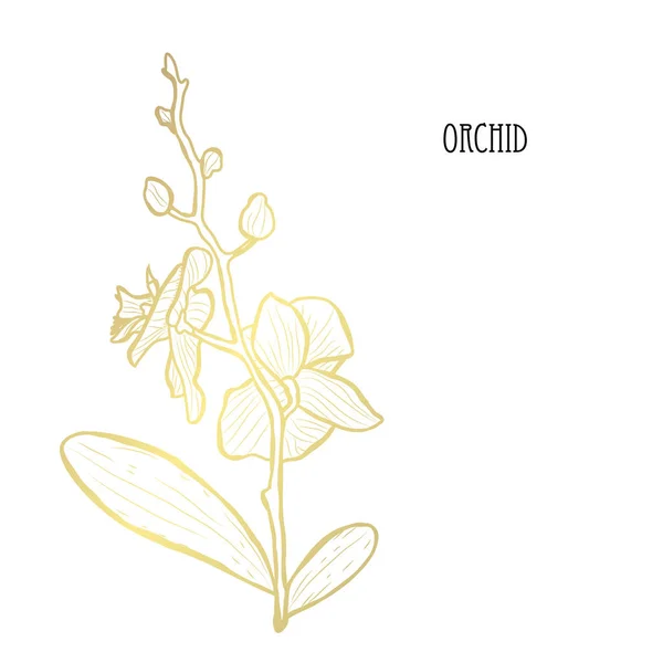 Imagens vetoriais Orquídea dourada | Depositphotos