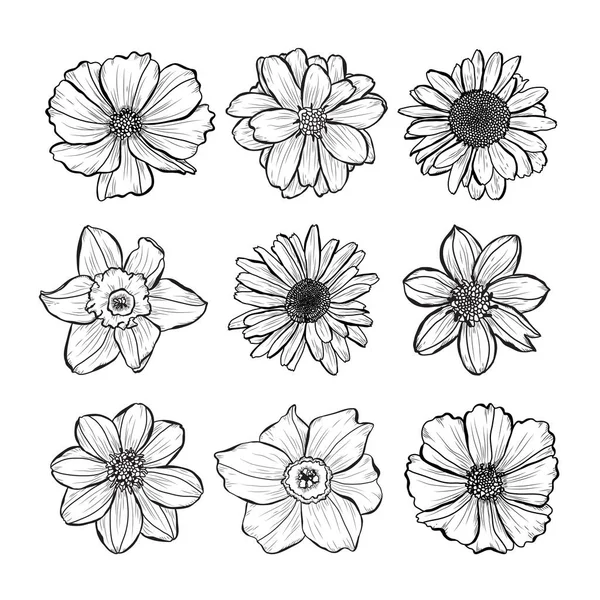 Conjunto Decorativo Flores Dibujadas Mano Elementos Diseño Puede Utilizar Para — Vector de stock