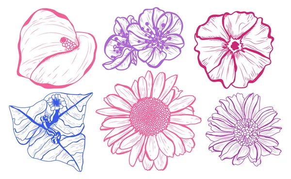 Set Fleurs Décoratives Éléments Design Peut Être Utilisé Pour Les — Image vectorielle