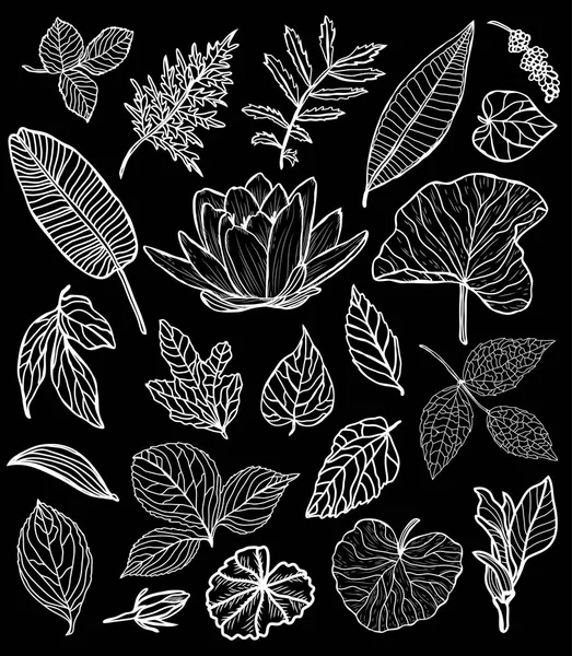 Set Fleurs Feuilles Décoratives Éléments Design Peut Être Utilisé Pour — Image vectorielle