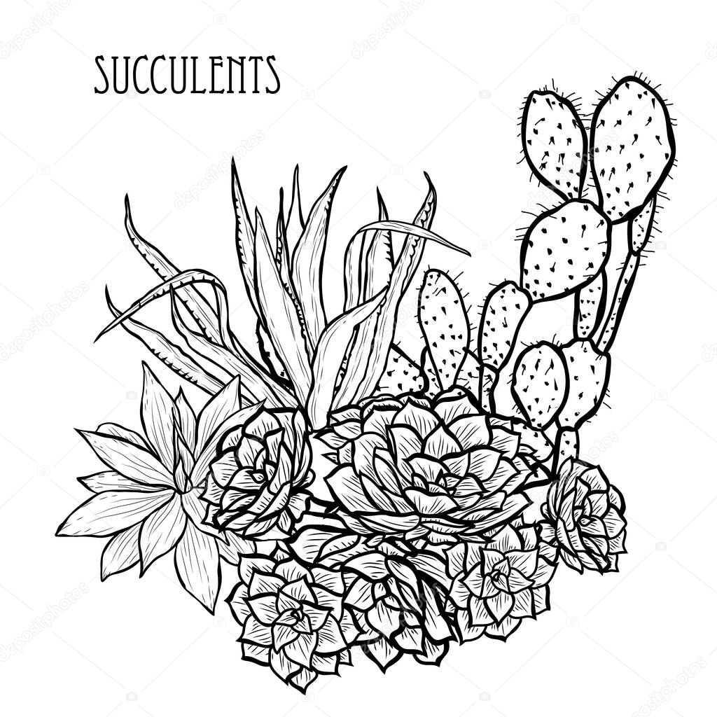 Decorative  succulent plants, design elements. Can be used for cards, invitations, banners, posters, print design. Floral background in line art style