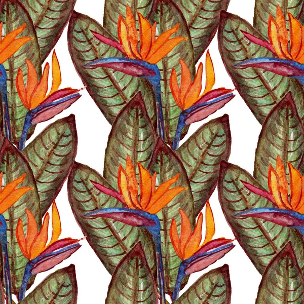 Κομψό Χωρίς Ραφή Πρότυπο Ακουαρέλα Strelitzia Λουλούδια Σχεδιαστικά Στοιχεία Floral — Φωτογραφία Αρχείου