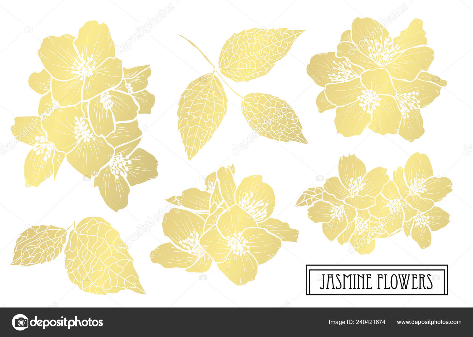 Decorative Jasmine Flowers Design Elements Can Used Cards Invitations  Banners Stock Vector by ©Chantall 240421674, image size:1600x1142