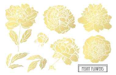 Dekoratif şakayık çiçekleri, tasarım öğeleri. Tasarımını yazdırma, kartları, davetiyeleri, afişler, posterler için kullanılabilir. Altın çiçek