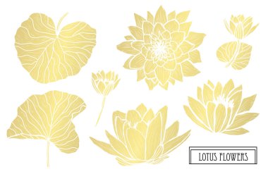 Dekoratif lotus çiçekleri, tasarım öğeleri. Tasarımını yazdırma, kartları, davetiyeleri, afişler, posterler için kullanılabilir. Altın çiçek
