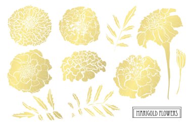 Dekoratif kadife çiçeği çiçek, tasarım öğeleri. Tasarımını yazdırma, kartları, davetiyeleri, afişler, posterler için kullanılabilir. Altın çiçek