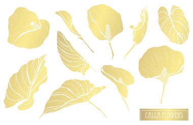 Dekoratif calla çiçekler, tasarım öğeleri. Tasarımını yazdırma, kartları, davetiyeleri, afişler, posterler için kullanılabilir. Altın çiçek