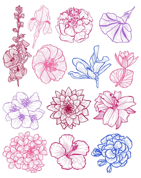 Set Fleurs Décoratives Éléments Design Peut Être Utilisé Pour Les — Image vectorielle