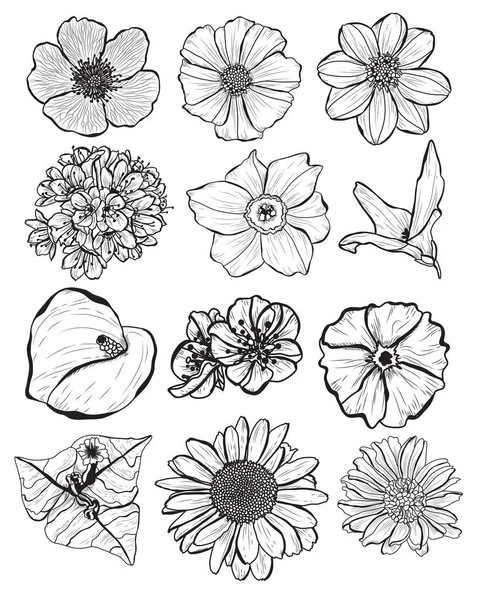 Dekoratív Virág Design Elemeket Használható Kártyák Meghívókat Bannerek Poszterek Nyomtassa — Stock Vector