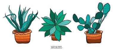 Elle çizilmiş succulents