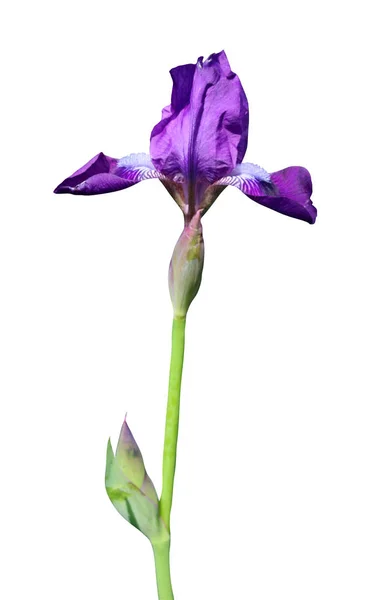 Kwiat izolowany na białym tle — Zdjęcie stockowe