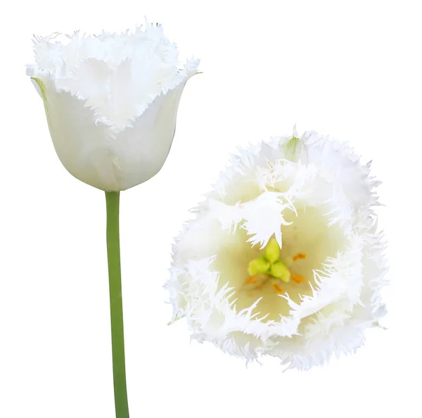 Квітка ізольована на білому тлі — стокове фото