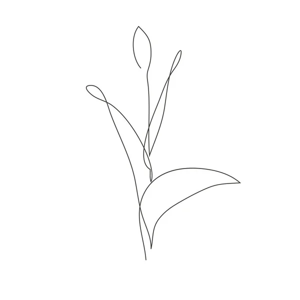Непрерывная Линия Декоративный Ручной Рисунок Цветка Тюльпана Элемент Дизайна Можно — стоковый вектор