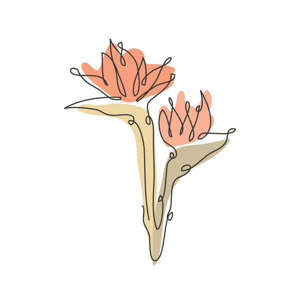 Dekorative Von Hand Gezeichnete Strelitzia Blumen Designelemente Kann Für Karten — Stockvektor