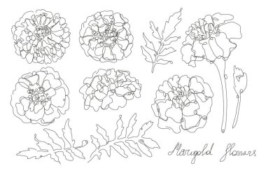 Dekoratif el yapımı kadife çiçeği seti, tasarım elementleri. Kartlar, davetiyeler, afişler, posterler, baskı tasarımı için kullanılabilir. Aralıksız çizgi sanatı