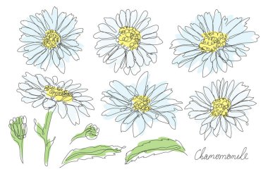 Dekoratif el çizimi papatya çiçeği seti, tasarım elementleri. Kartlar, davetiyeler, afişler, posterler, baskı tasarımı için kullanılabilir. Aralıksız çizgi sanatı