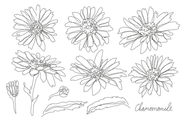 Ensemble Décoratif Fleurs Camomille Dessinées Main Éléments Design Peut Être — Image vectorielle