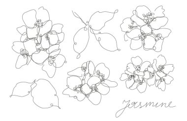Dekoratif el çizimi yasemin çiçekleri seti, tasarım elementleri. Kartlar, davetiyeler, afişler, posterler, baskı tasarımı için kullanılabilir. Aralıksız çizgi sanatı