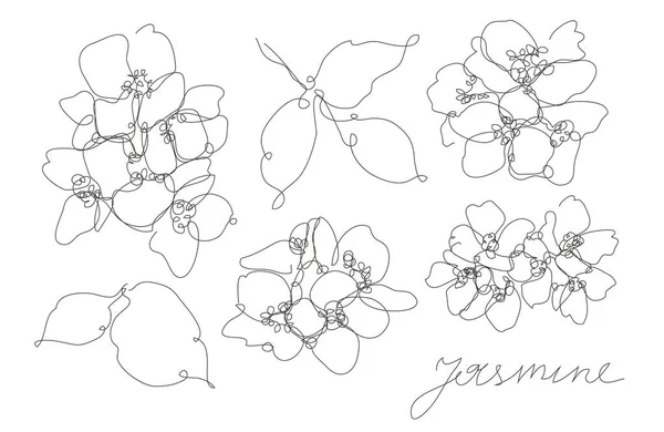 Ensemble Décoratif Fleurs Jasmin Dessinées Main Éléments Design Peut Être — Image vectorielle