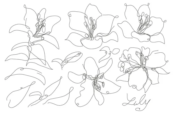 Dekoratív Kézzel Rajzolt Liy Flowers Készlet Design Elemek Használható Kártyákhoz — Stock Vector