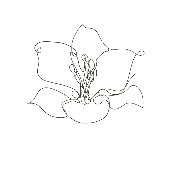 装饰手绘唇花 设计元素 可用于卡片 邀请函 平面设计 连续线条艺术风格 — 图库矢量图片