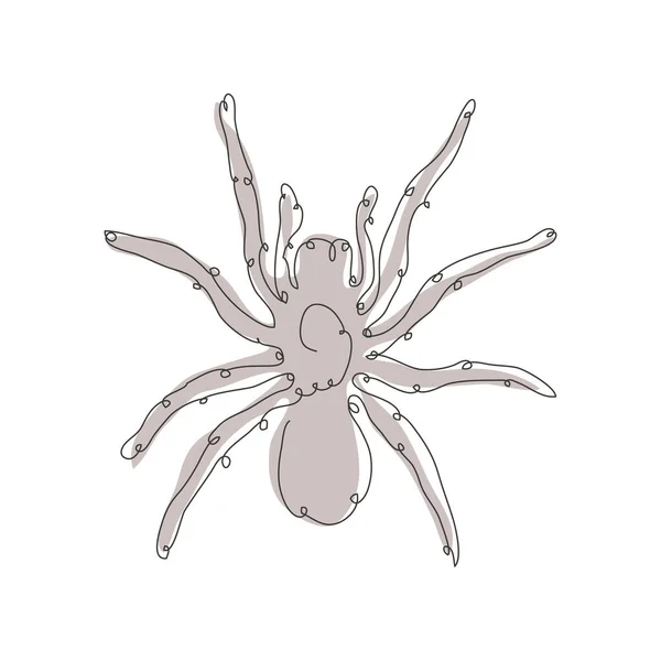 Araña Decorativa Dibujada Mano Elemento Diseño Puede Utilizar Para Tarjetas — Vector de stock