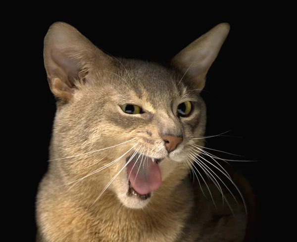 Meowing abyssinian cat face — Stock Photo, Image