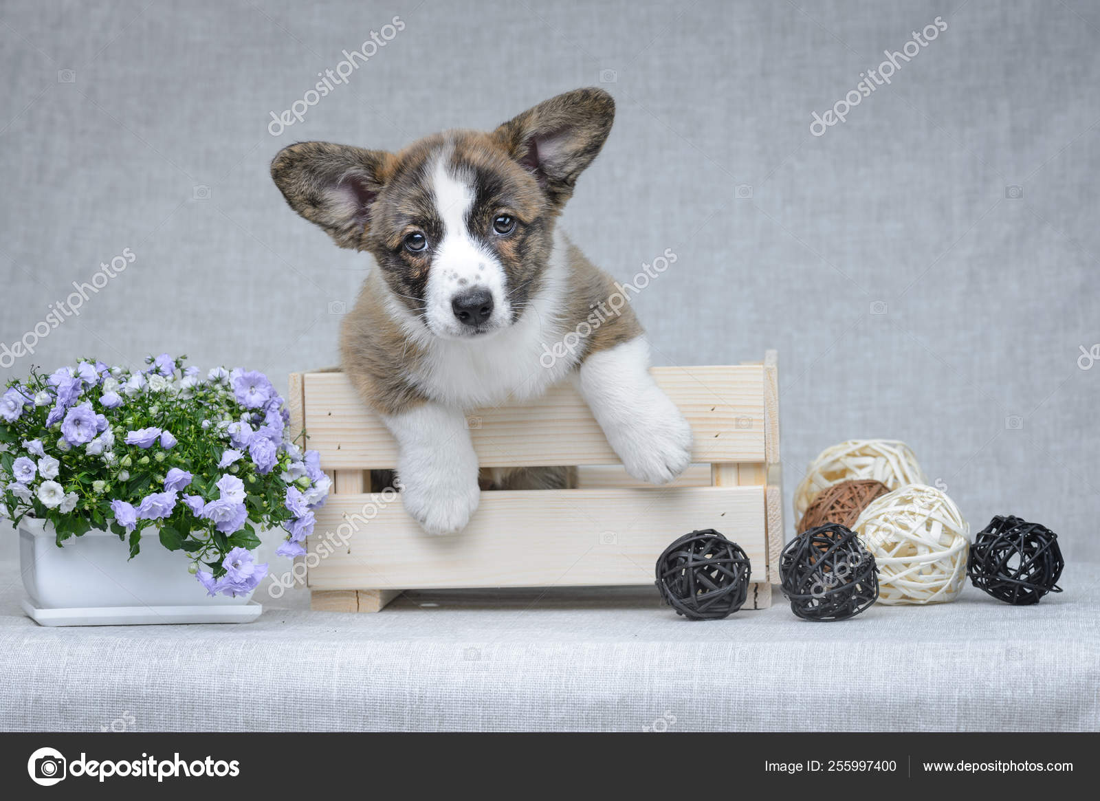 grey welsh corgi