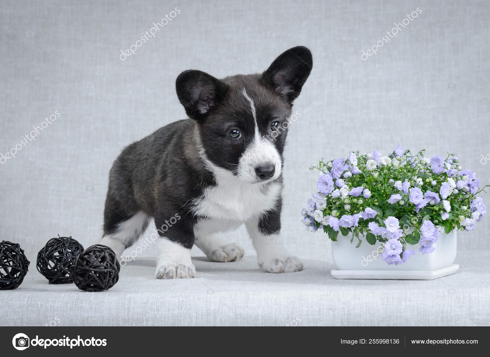 grey corgi