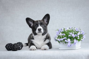 Gri arka planda tatlı Galce Corgi hırka köpek yavrusu