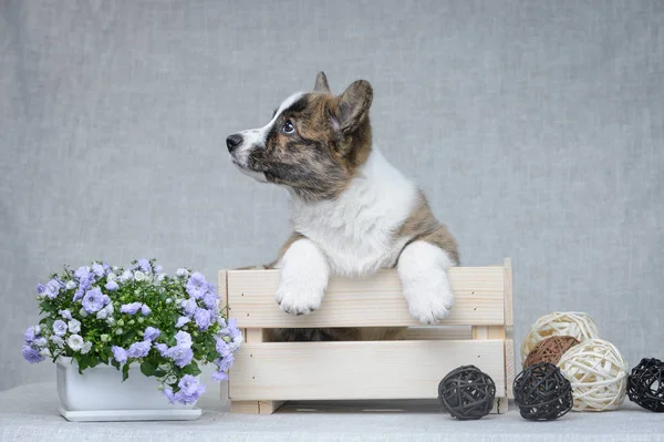 灰色背景上的香甜的科尔吉羊毛衫小狗 — 图库照片