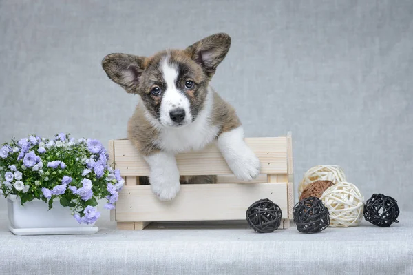 Sweet Welsh Corgi Cardigan puppy op grijze achtergrond — Stockfoto