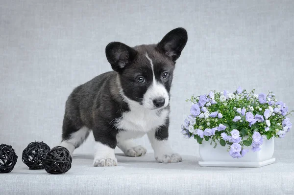 Dulce galés corgi cárdigan cachorro sobre fondo gris —  Fotos de Stock