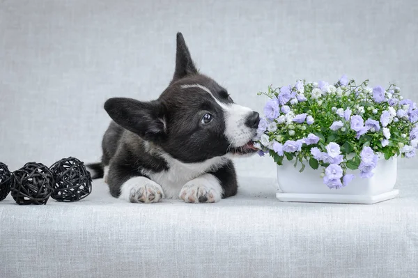 Gri arka planda tatlı Galce Corgi hırka köpek yavrusu — Stok fotoğraf