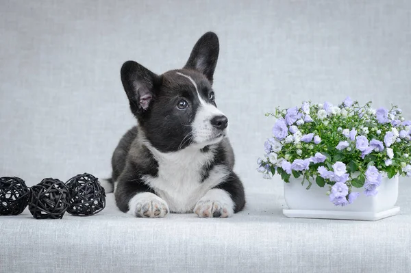 甘いウェールズのコーギー、グレーの背景にカーディガンの子犬 — ストック写真