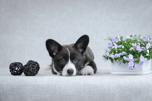 Sweet Welsh Corgi Cardigan puppy op grijze achtergrond — Stockfoto